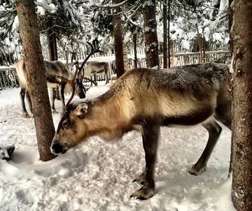 Фото номера Шале Шале Ruka Chalet Oliver г. Рука 76