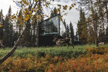 Фото номера Трехместный номер с окном Курортные отели Magical Pond Nature Igloos г. Рука 22